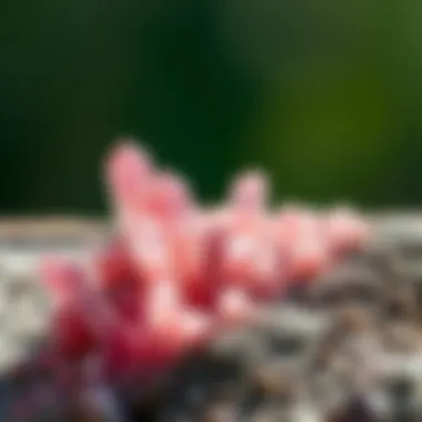 Natural Formation of Pink Tourmaline Natural pink tourmaline crystals embedded in matrix rock, illustrating their geological formation