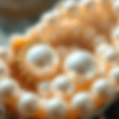 Close-up of freshwater pearls showcasing their luster