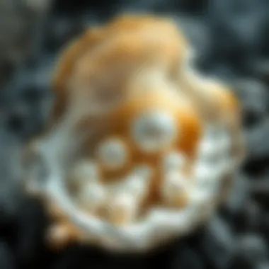 Nature's Craft: The Formation of Pearls Illustration depicting the formation of pearls within an oyster